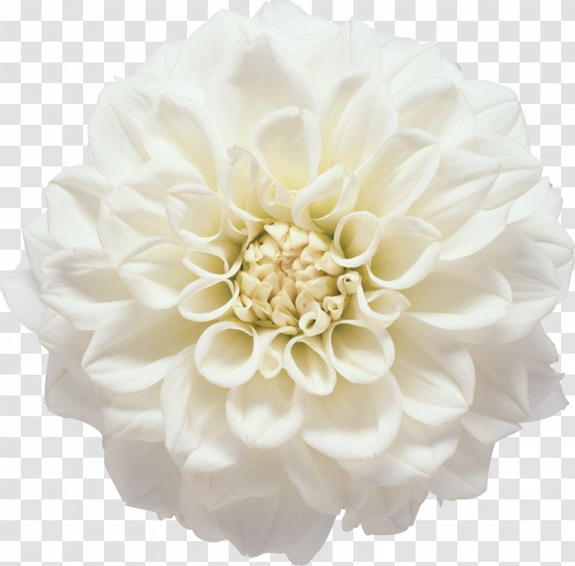 Flower White Photography Clip Art - Rose Order - Gerbera Transparent PNG