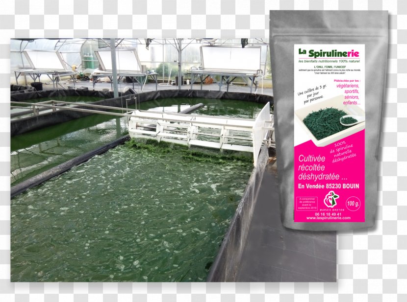 Water Resources Spirulina Market - Photocopie Transparent PNG