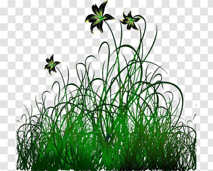 Plant Flower - Cdr Transparent PNG