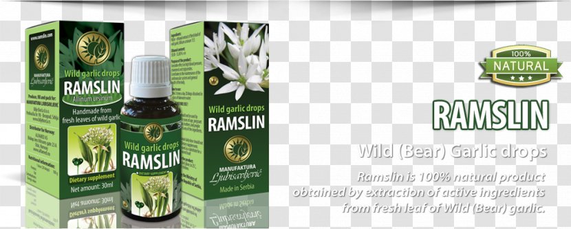 Ramsons Garlic Alliin Bacteria Liver - Herb - Blood Pressure Transparent PNG