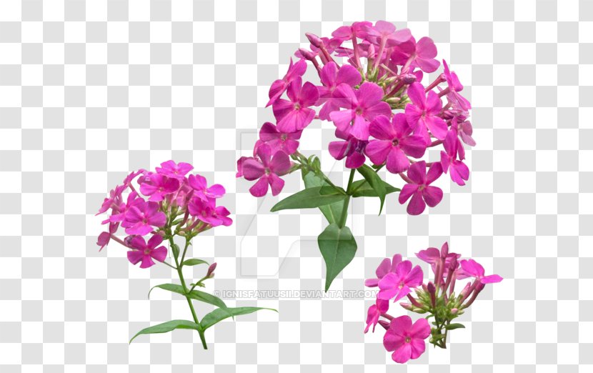 Vervain De Kruidentuin Tegelen Cut Flowers Dame's Rocket - Lilac - Phlox Transparent PNG