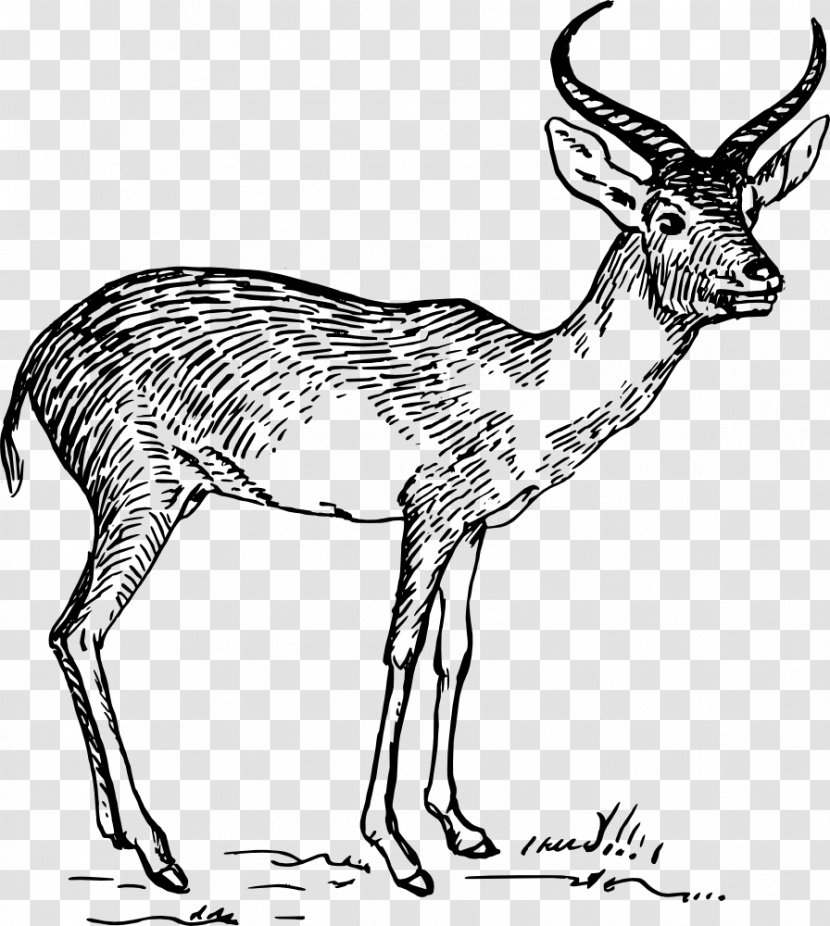 Antelope Pronghorn Gazelle Drawing Clip Art - Organism Transparent PNG