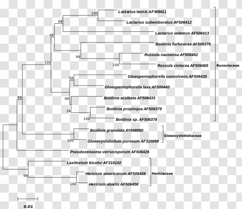 Phylogenetic Tree Basidiomycetes Russulaceae Laxå Library Document - Silhouette Transparent PNG