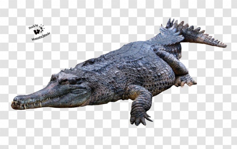 Crocodiles American Alligator - Fauna - Crocodile Picture Transparent PNG