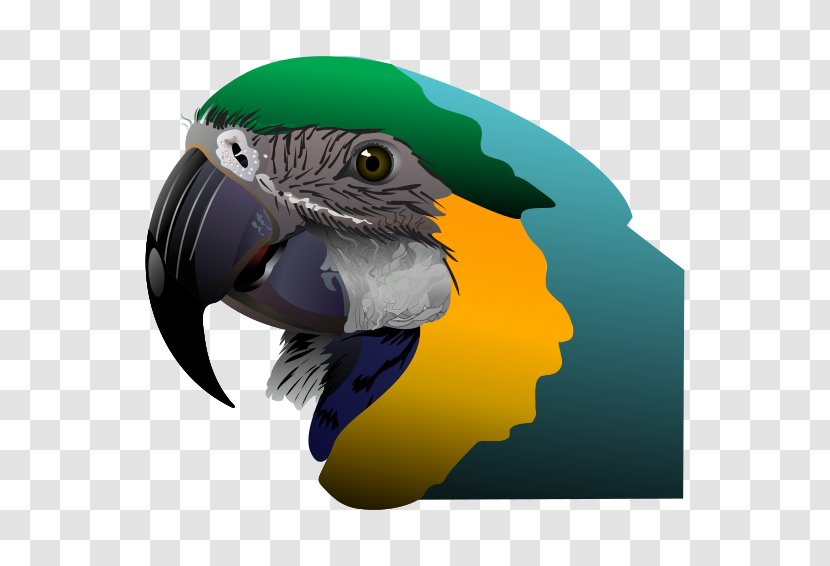 Parrot Clip Art - Beak - Exotic Transparent PNG
