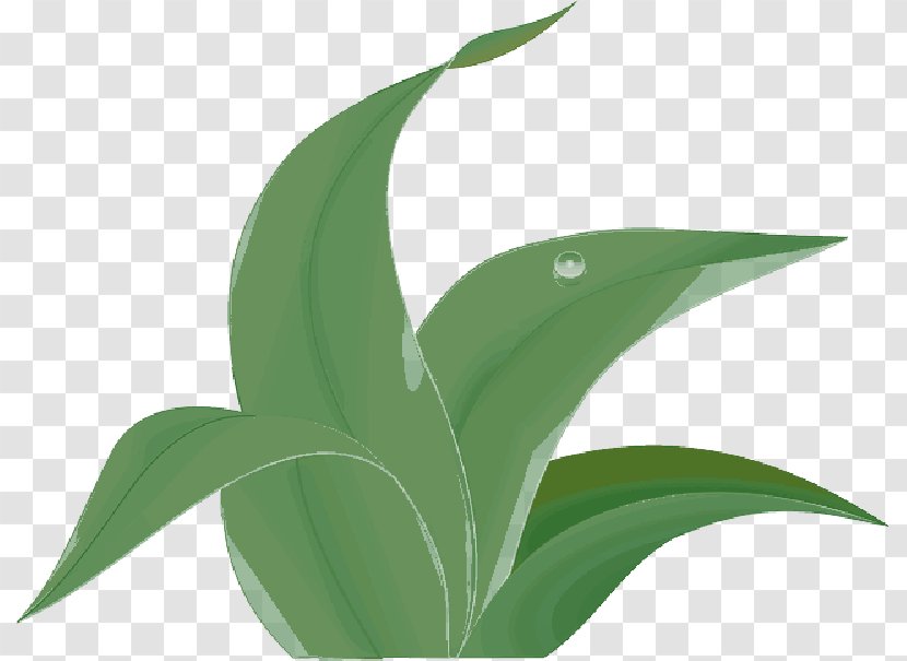 Clip Art Openclipart Vector Graphics Plants Leaf - Perennial Plant Transparent PNG