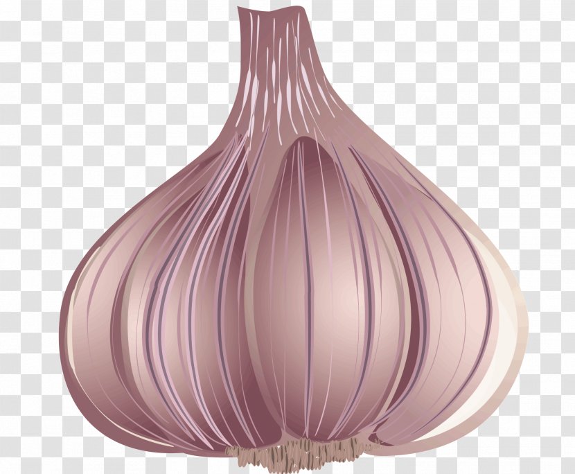 Euclidean Vector Fruit Garlic - Point - A Transparent PNG