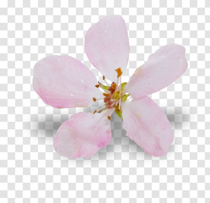 Cherry Blossom Pink M ST.AU.150 MIN.V.UNC.NR AD - Stau150 Minvuncnr Ad Transparent PNG