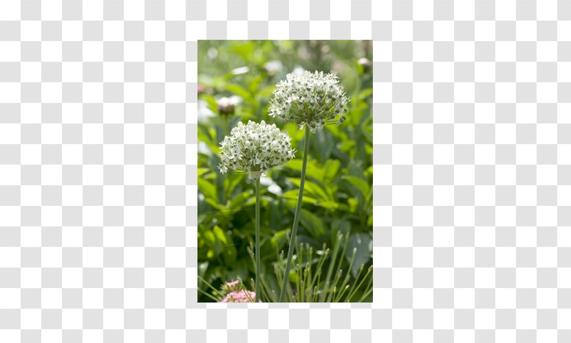 Allium Nigrum Multibulbosum Garden Plant - Bulb Transparent PNG