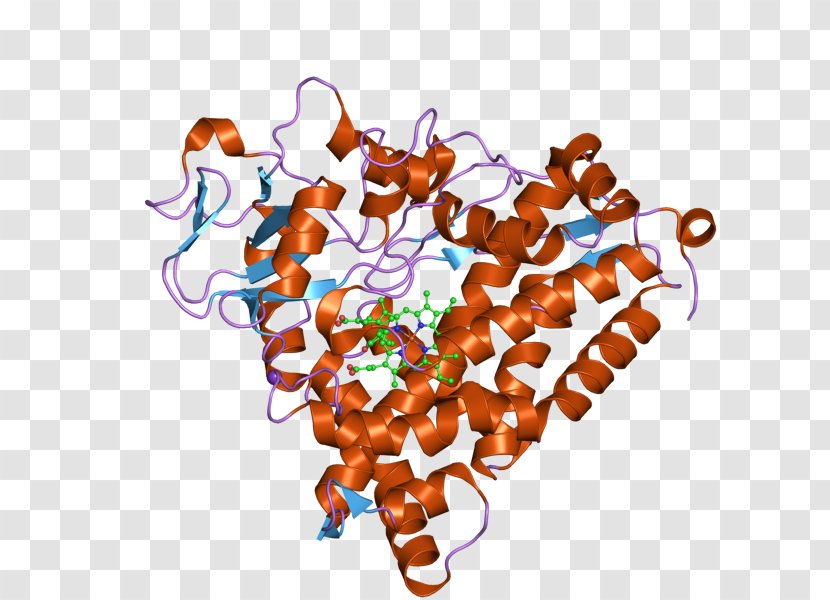 CYP3A4 Cytochrome P450 Enzyme CYP2C9 - Liver - Ebi Transparent PNG