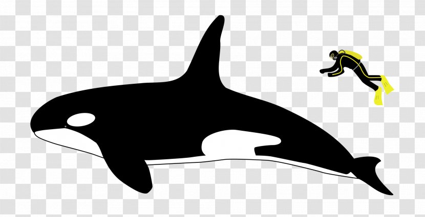 Killer Whale Dolphin Dorsal Fin Watching - Walrus Transparent PNG