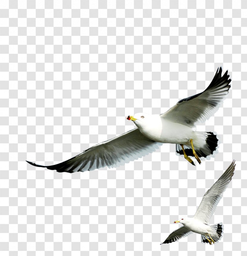 European Herring Gull Gulls - Wildlife Transparent PNG