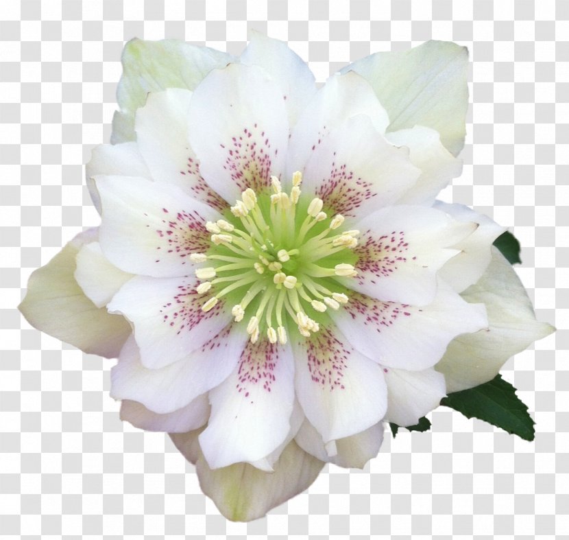 Helleborus Niger Flower Orientalis Garden Roses Transparent PNG