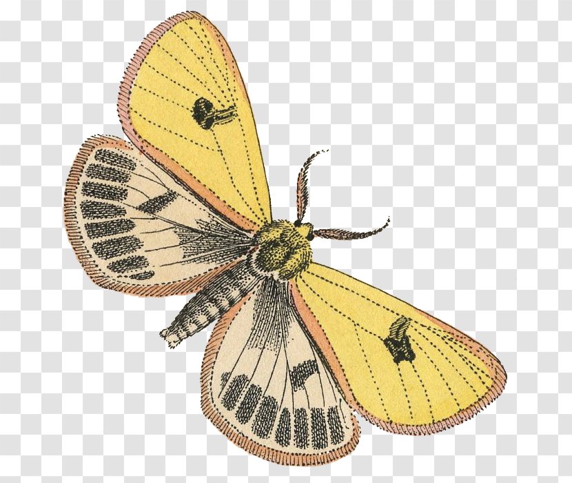 Butterfly Insect Pieridae Colias Arthropod - Pollinator - Torn Paper Effect Decorative Elements Transparent PNG