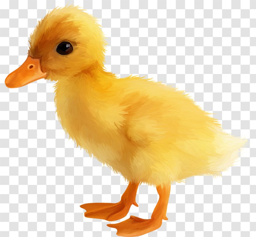Yellow Duck - Ducks Geese And Swans - Cute Little Transparent PNG