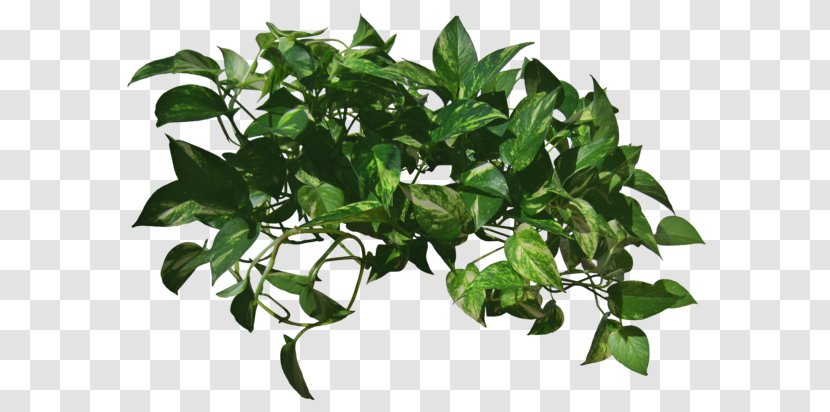 Vine Plant Devil's Ivy Transparent PNG