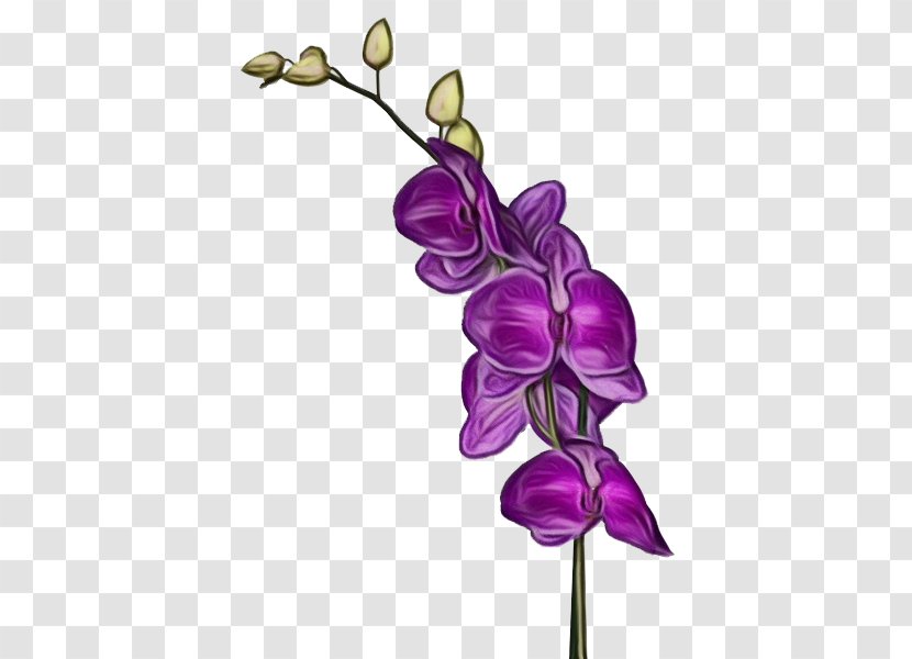 Violet Flower Purple Plant Flowering - Sweet Pea - Moth Orchid Transparent PNG
