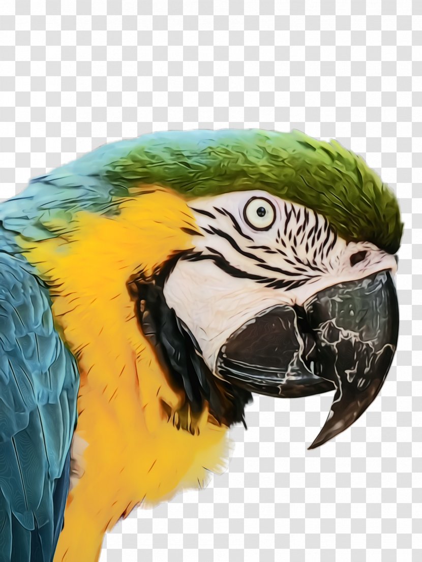 Feather - Bird - Wildlife Transparent PNG