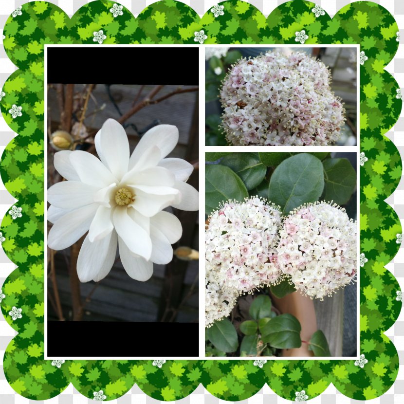 Hydrangea Viburnum Shrub Spring Framework - Flower - Aubretia Transparent PNG