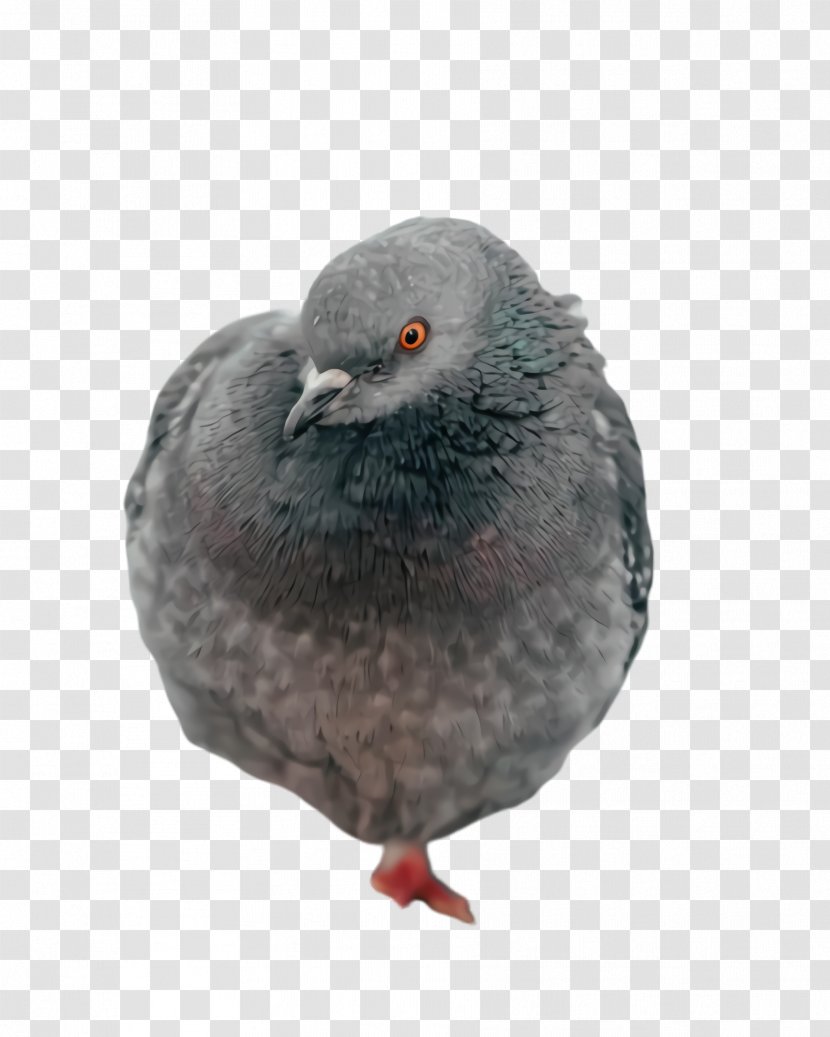 Dove Bird - Laurel Pigeon - Domestic Typical Pigeons Transparent PNG