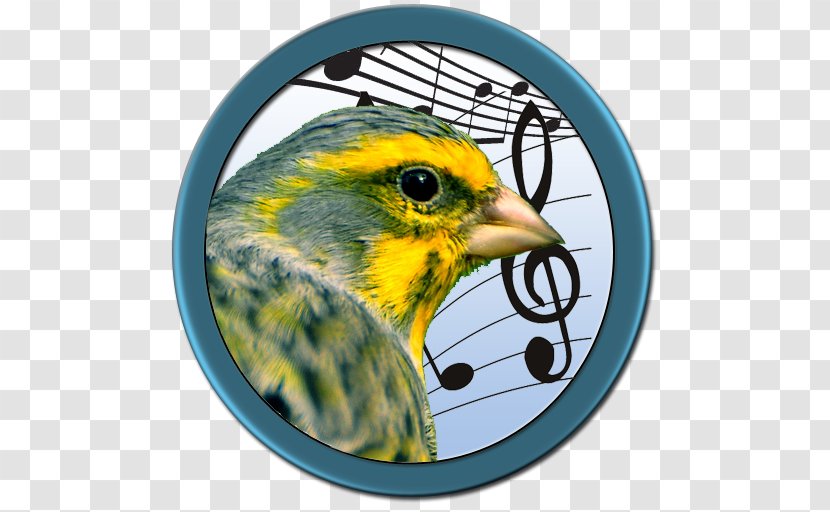 Beak Finches Fauna Feather Concert - Yellow Transparent PNG