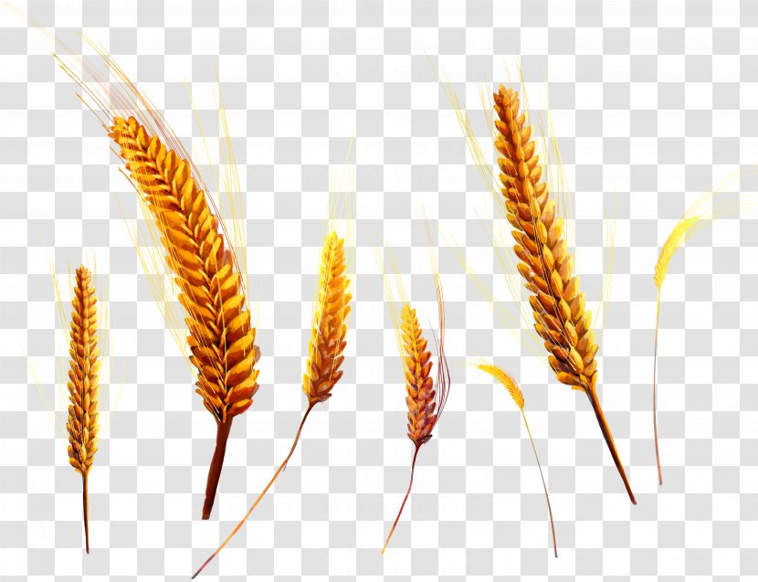 Wheat Ear - Grass Family Transparent PNG