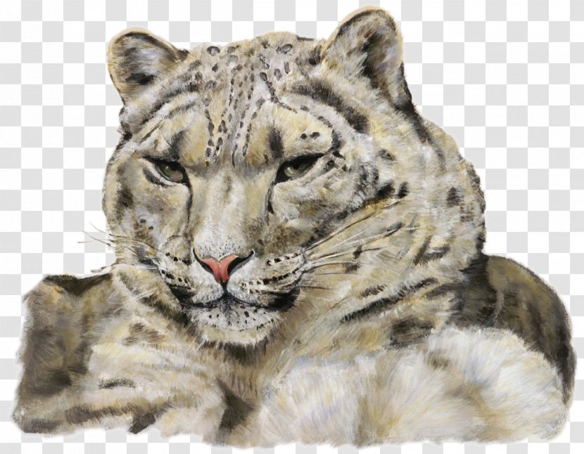 Where Snow Leopard Prowls: Wild Animals Of Tibet Tiger Transparent PNG