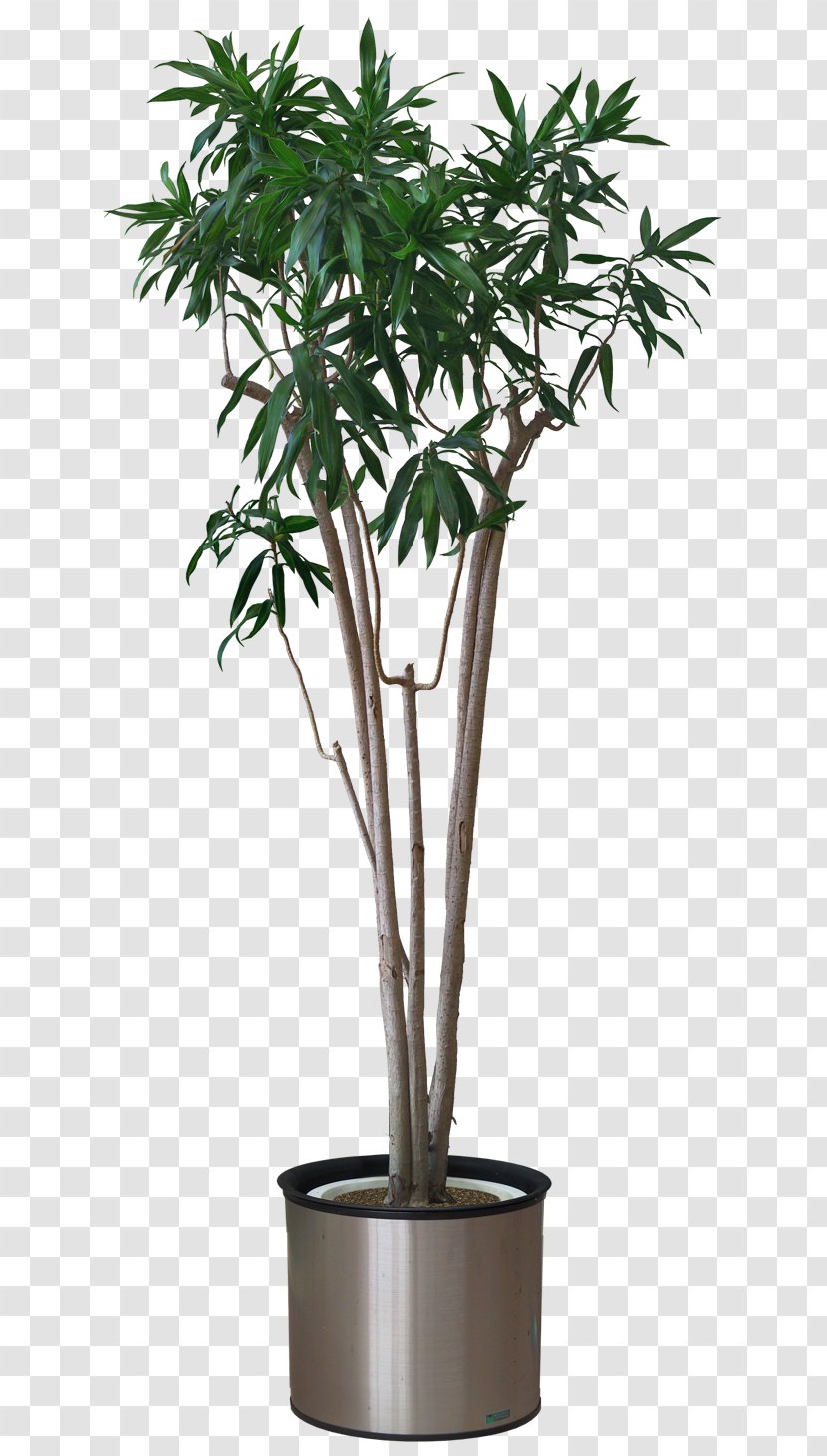 Plant Arecaceae Areca Palm Stock Photography - Cycad - Flower Pot Transparent PNG