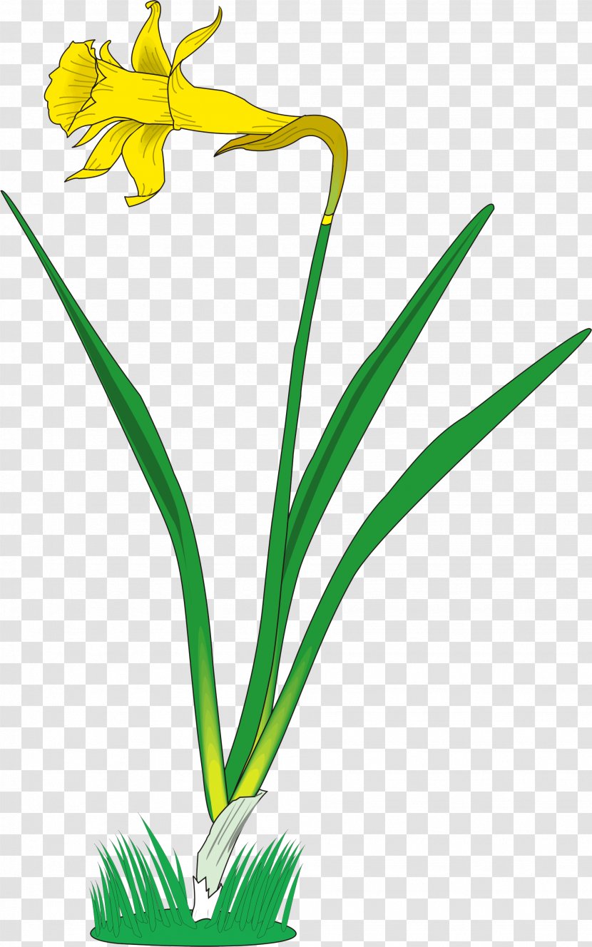 Clip Art - Aquarium Decor - Daffodil Transparent PNG