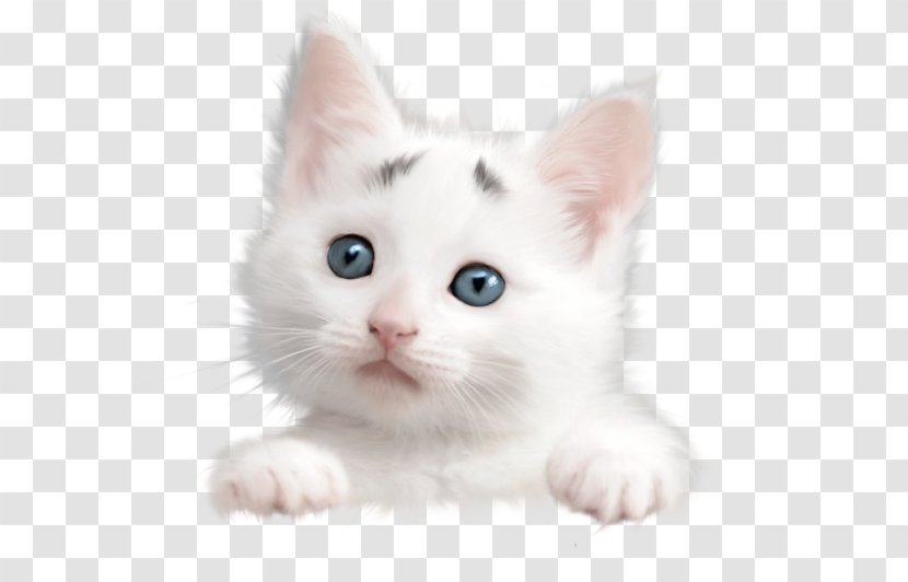 Whiskers American Wirehair Turkish Van Khao Manee Angora - Kitten Transparent PNG