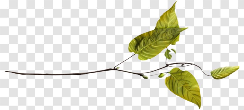 Twig Plant Stem Leaf Transparent PNG