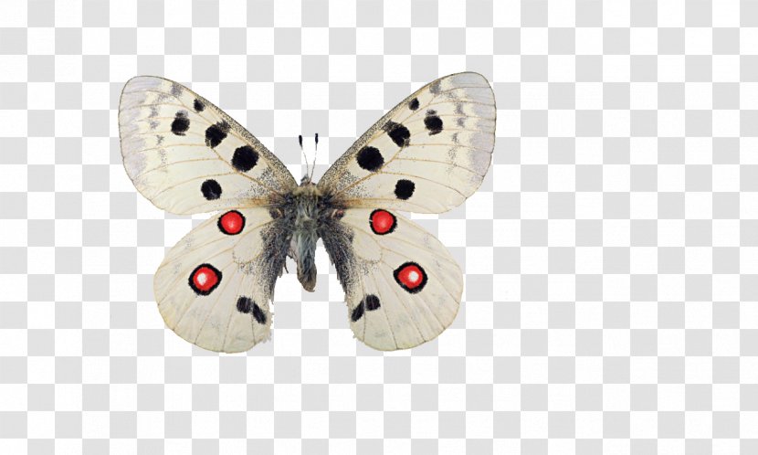 Butterfly Nymphalidae Apollo Moth Papilio Machaon - Parnassius Transparent PNG