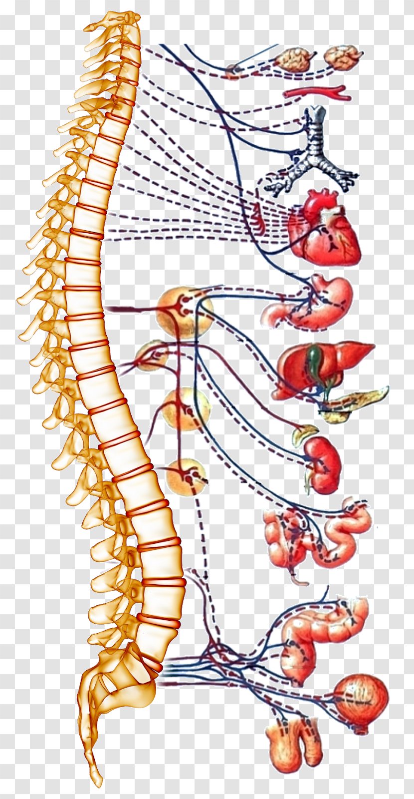 Autonomic Nervous System Spinal Cord Human Body Vertebral Column - Tree - Neck Bloodstain Transparent PNG
