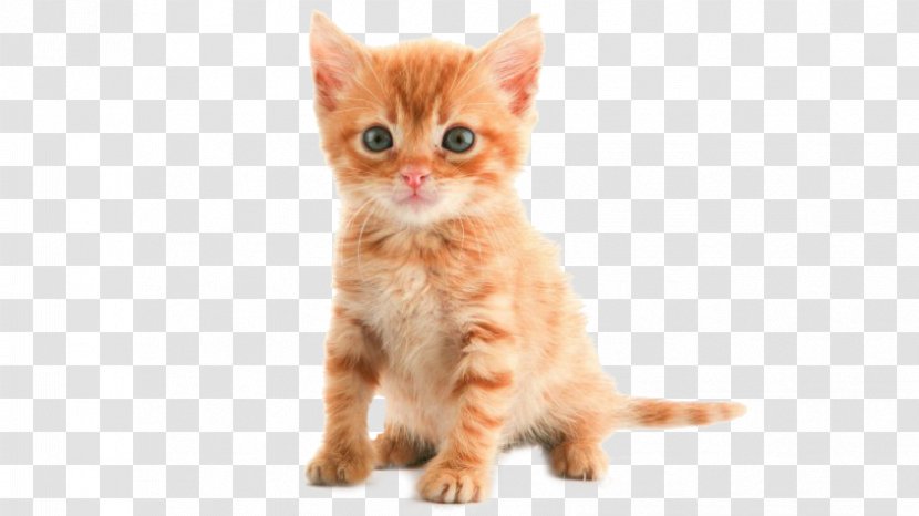 Kitten American Shorthair Toyger Bombay Cat Persian - Tortoiseshell Transparent PNG