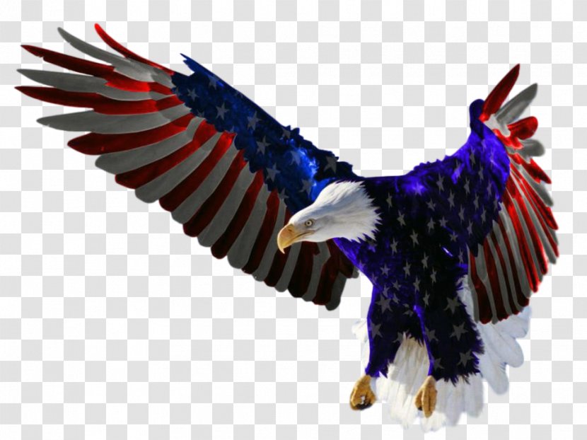Flag Of The United States Independence Day Bald Eagle - Drawing Transparent PNG