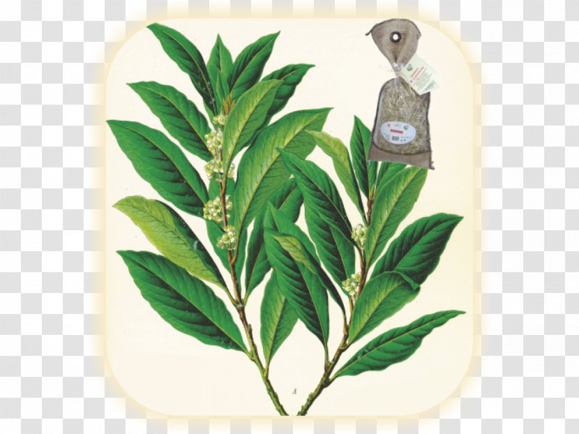Köhler's Medicinal Plants Bay Laurel Leaf - Plant Transparent PNG