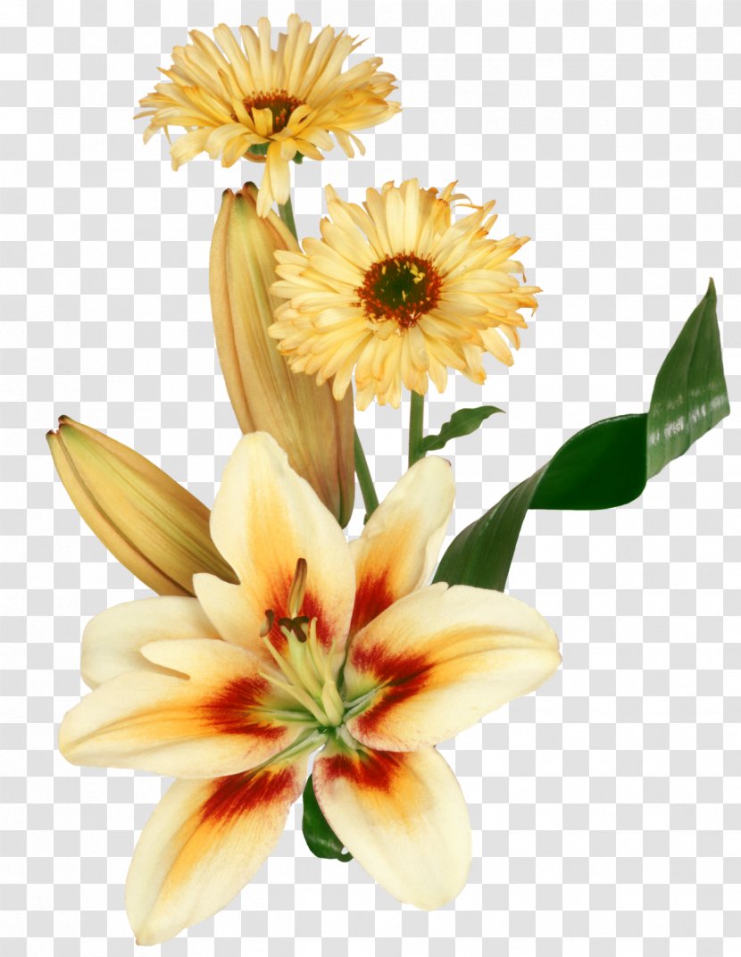 Message Night Video - Daisy - Yellow Flowers Transparent PNG