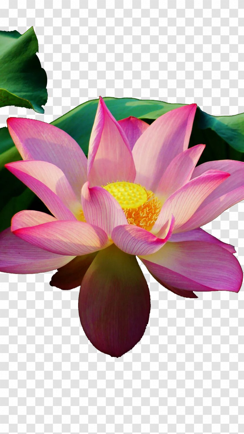 Nelumbo Nucifera Avatar Icon - Tencent Qq - Bright Lotus Transparent PNG