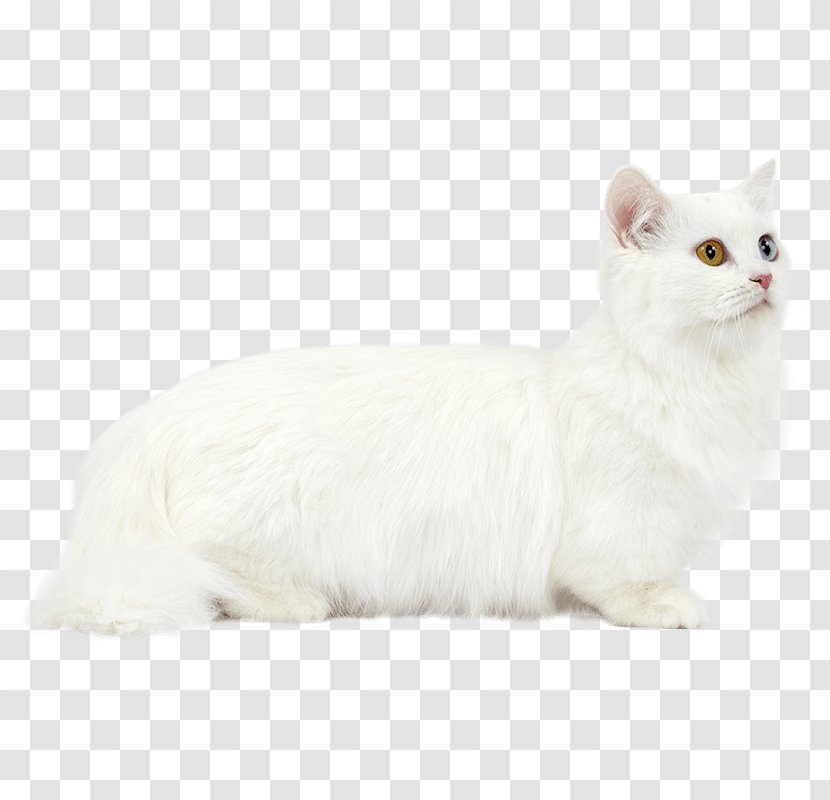 Burmilla Munchkin Cat Persian Turkish Van Burmese - Paw - Kitten Transparent PNG