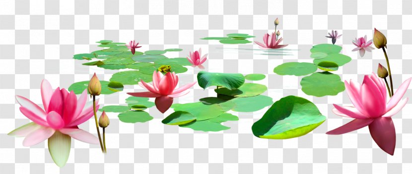Lotus Pond Nelumbo Nucifera Cartoon - Floral Design - Painted Transparent PNG