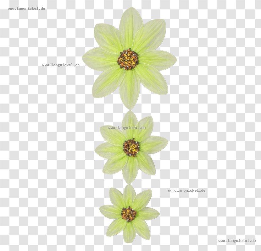 Dahlia - Flower - Deko Transparent PNG