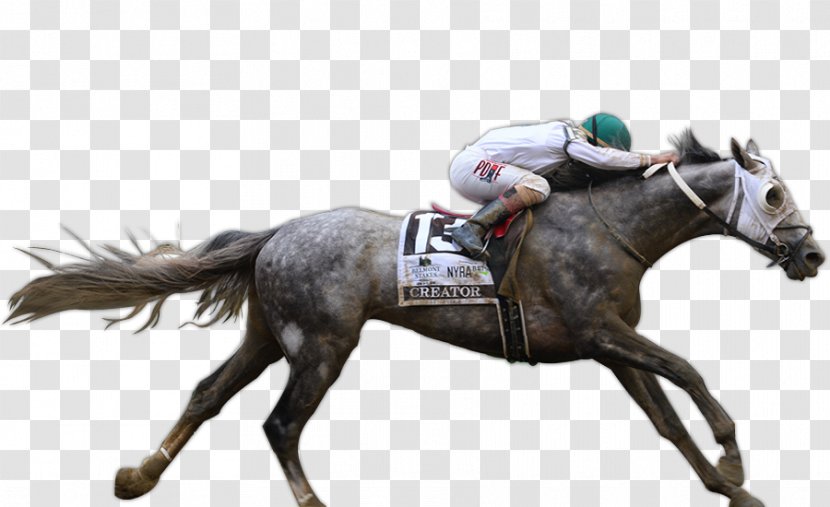 Mare Horse Racing Mustang Rein Stallion - Equestrian Sport - Belmont Stakes Transparent PNG
