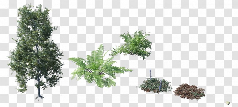 Tree Plant Shrub Forest - Animation - Top Transparent PNG