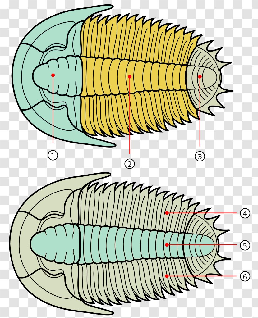 Anatomy Fossil Isotelus Cephalon Phacopida - Flower - Cartoon Transparent PNG