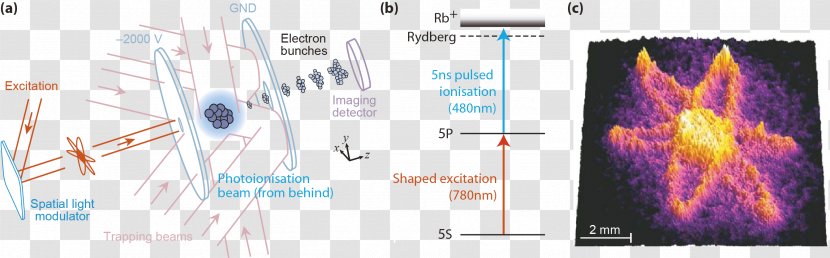 Electron Diffraction Physics Microscopy - Tree - Heart Transparent PNG