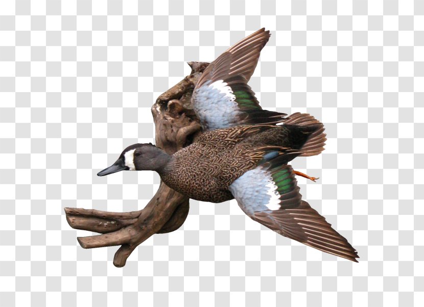 Mallard Duck Waterfowl Hunting Eurasian Teal Transparent PNG