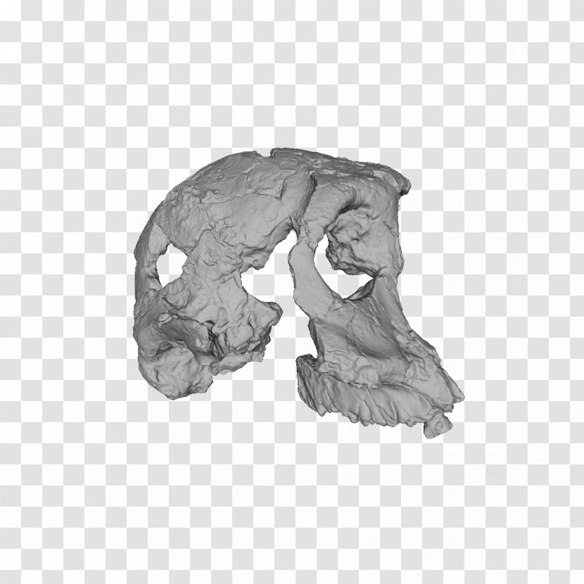 Mammal Jaw White H&M - Hm - Antiquity Poster Material Transparent PNG