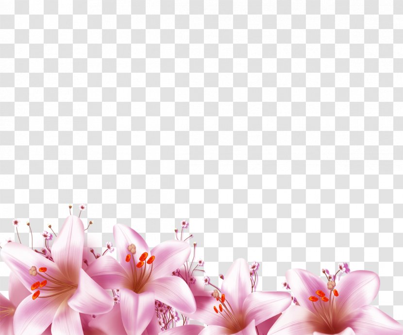 Flower Download - Pink - Lily Transparent PNG