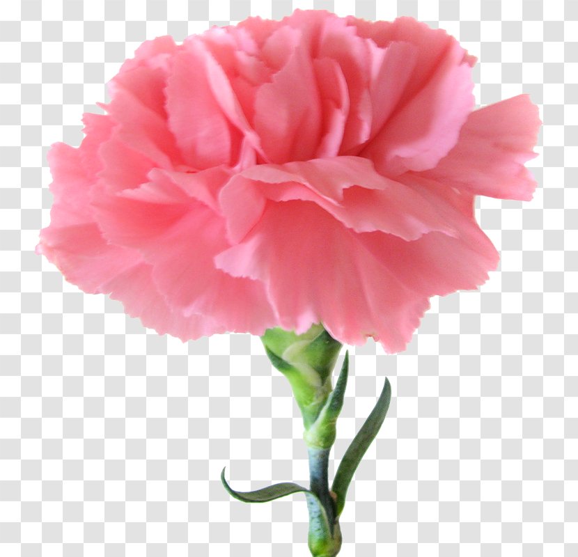 Carnation Birth Flower Pink Flowers - Garden Roses Transparent PNG