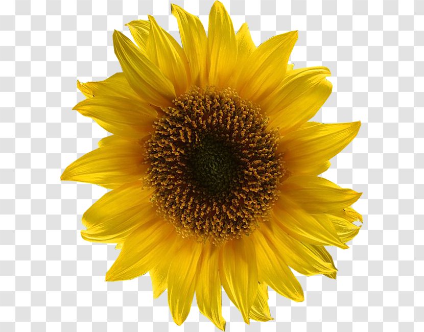 Vector Graphics Common Sunflower Clip Art Euclidean Image - Daisy Family - Lieutenant Transparent PNG